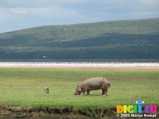 14393 Grazing hippo